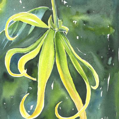1ylang