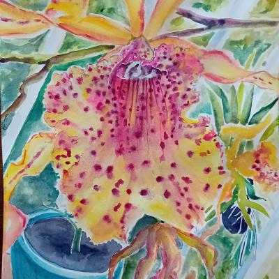 Cattleya 3040cm